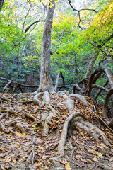 Closeup old tree roots in autumn