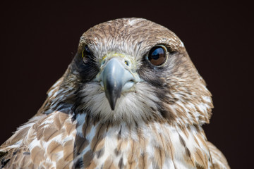 Closeup portrait of a Saker falcon