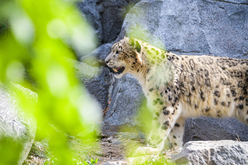 Closeup of a snow leopard walking between rocks