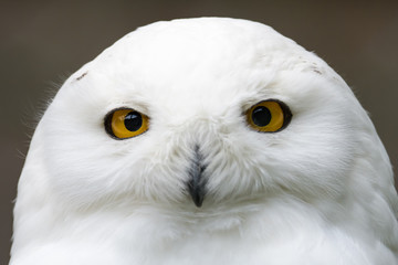 Obraz premium Closeup portrait of a snowy owl