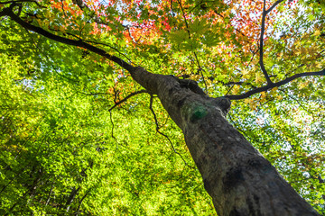 Fototapeta premium Colorful maple against the sky