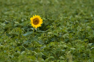 A single sunflower in a field