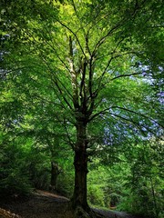 großer grüner Baum