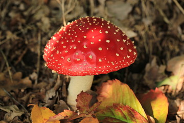 Beautiful fly agaric in October