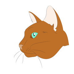 cat portrait, vector, white background