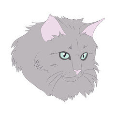 cat portrait, vector, white background