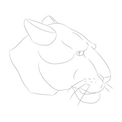 lioness portrait vector illustration, lines drawin