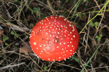 Beautiful fly agaric in October
