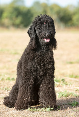 black poodle in nature