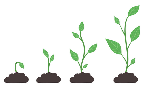 Phases of plant growing. Evolution from seed to big bush. Green sprout in ground. Seedling agriculture. Vector image.