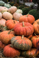 Pumpkins at the farmers market during the Halloween Holidays, USA