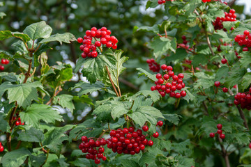 Bouquet of red viburnum berries on a branch with leaves close-up