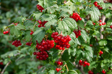 Bouquet of red viburnum berries on a branch with leaves close-up