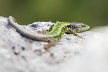 animal