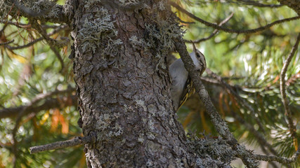 Rampichino alpestre sul ramo di un pino cembro in montagna