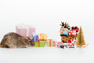 small rat near multicolored gifts isolated on white