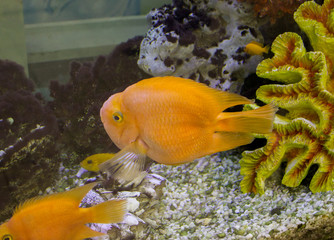 Colorful bright fish in the aquarium