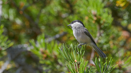 Obraz premium Cincia bigia alpestre posata sul ramo di pino cembro in montagna in estate