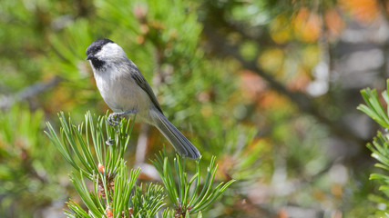 Cincia bigia alpestre posata sul ramo di pino cembro in montagna in estate