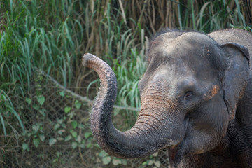 An elephants are enjoying their day together. In Indonesia, elephants are found on the island of Sumatra. Elephants in Indonesia are included in the type of Asian elephant