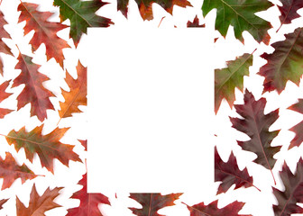 Composition of dry autumn leaves on white background. Frame for text. Autumn ornament.