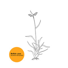 Hand drawn illustration of plant Buffalo grass, Bouteloua dactyloides.