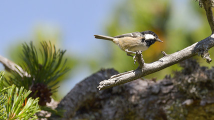 Cincia mora sul ramo di un pino in montagna in estate