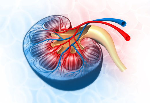 Human kidney anatomy on medical science background. 3d illustration .