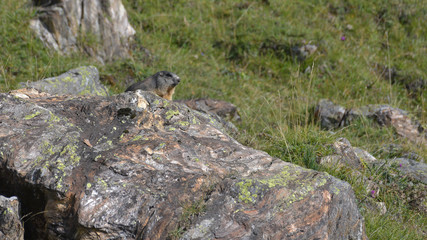 Marmotta in alta montagna tra le rocce in autunno
