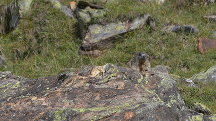 Marmotta in alta montagna tra le rocce in autunno