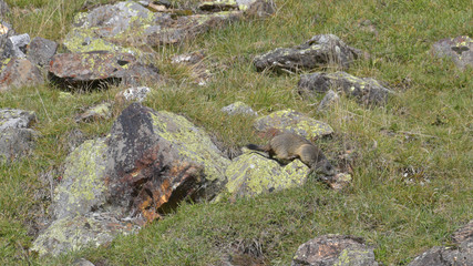 Marmotta in alta montagna tra le rocce in autunno