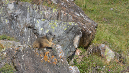 Marmotta in alta montagna tra le rocce in autunno