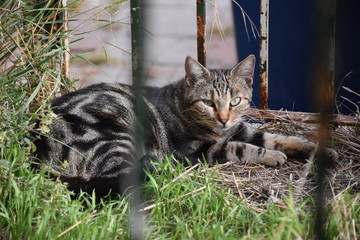 Gatto in giardino - Toscana