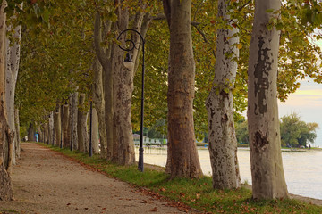 Fototapeta premium Autumn landscape photo of beautiful Plane-tree alley during sunset. Famous touristic place and romantic travel destination. Lake Balaton, Balatonfoldvar, Hungary