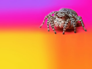 Colorful, bright, multi-colored, rainbow background with a beautiful gray jumping spider on it, with space for text
