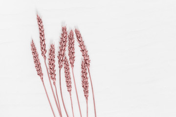 Autumn ears of wheat copper colored, creative still life on light background. Top view on decorative wheat. Minimal trendy concept.