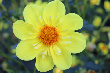 Yellow Dahlia flower