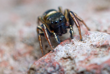 Jumping spider on bright background in nature
