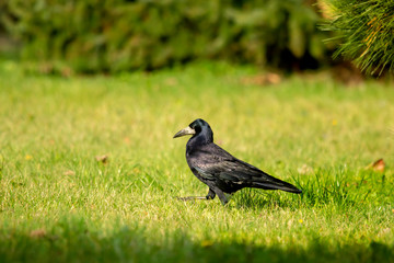 Obraz premium Crow fall in search of food on the lawns in a city park.