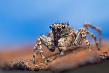 Jumping spider on bright background in nature