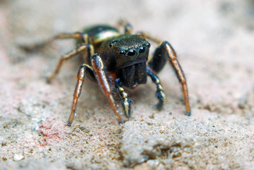 Jumping spider on bright background in nature