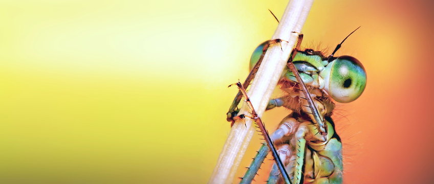 Bright orange background, with free space for text, with an image in the right corner, macro photo of a portrait of a dragonfly, with big eyes, close-up, holding on to a twig from a plant