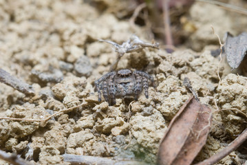 Jumping spider on bright background in nature