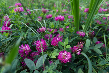 Clover flowers. Pink large inflorescences grow in the wild against the background of green grass. Macro photo.