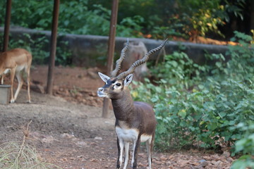 .Male Black Buck, Antelope cervicapra.(Indian Antelope)