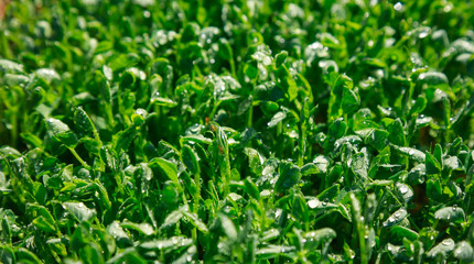 Fresh pea shoots for salad. Solar illumination