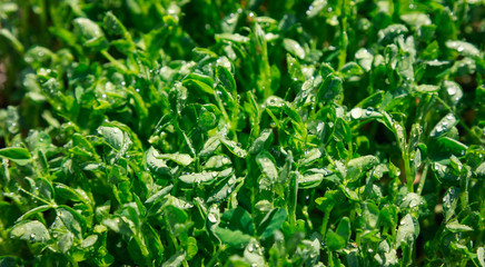 Fresh pea shoots for salad. Solar illumination