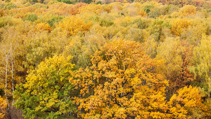 Fototapeta premium panoramic view of yellow forest on autumn day