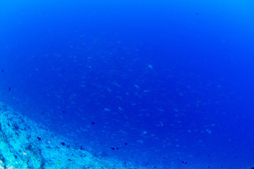 パラオ_ペリリュー_スキューバダイビング