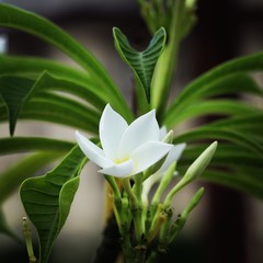 Fototapeta premium lily on black background